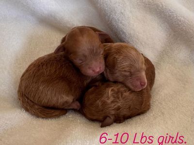 Micro, mini goldendoodles. 6-10 pounds pounds