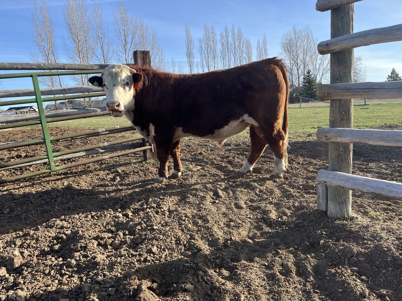 Polled Hereford Bulls