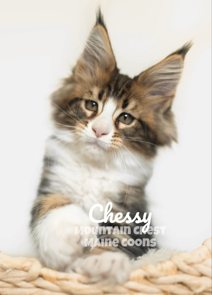 Maine Coon Kitten