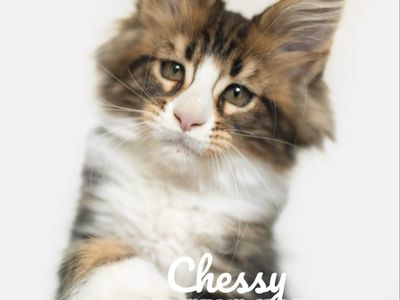 Maine Coon Kitten