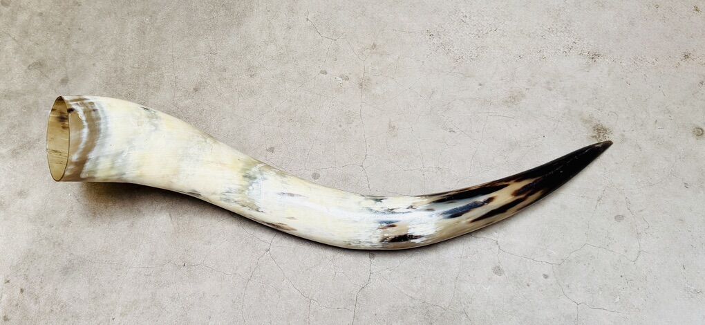 25” Natural Steer Horn Rustic Western