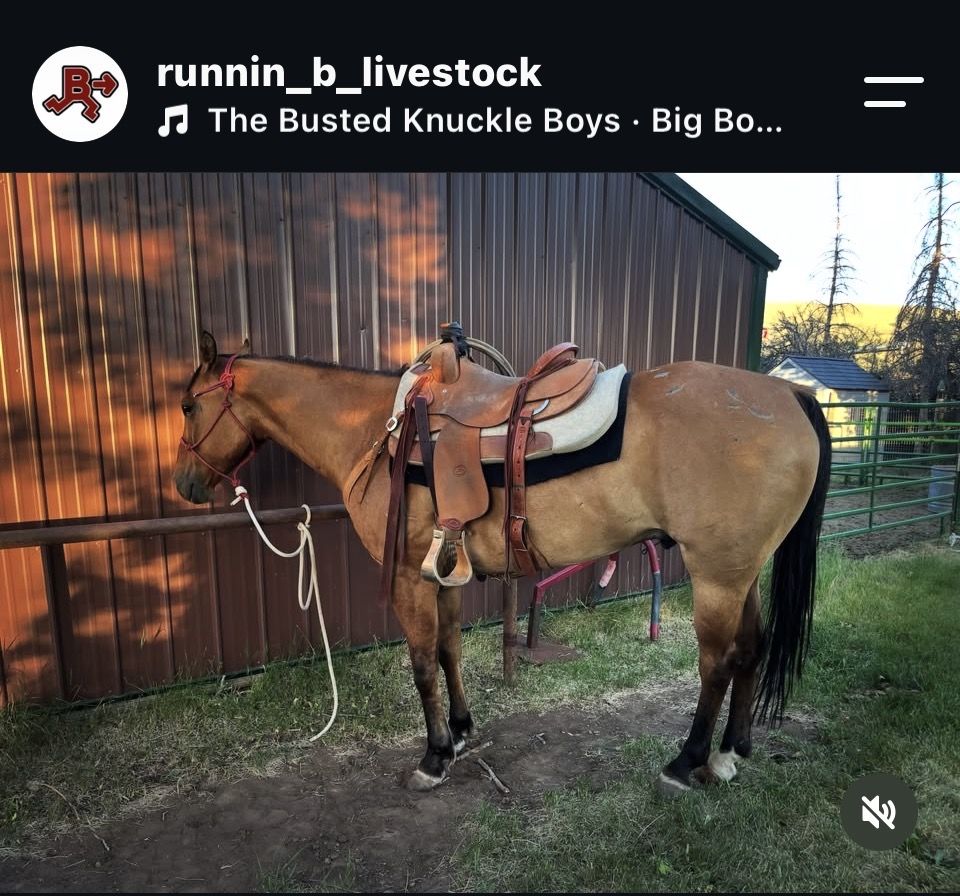 Head Horse / Ranch Horse