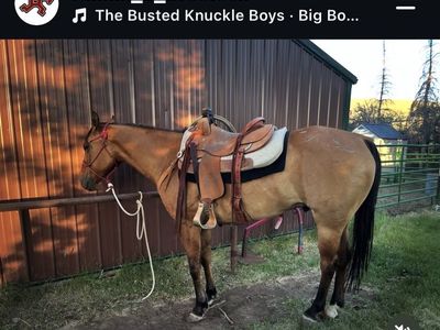Head Horse / Ranch Horse