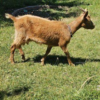 Golden Guernsey doe