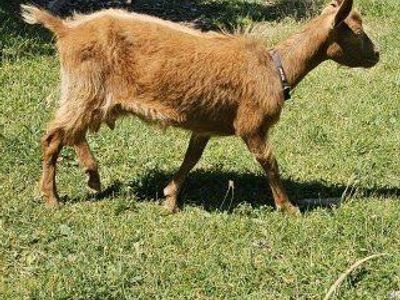 Golden Guernsey doe