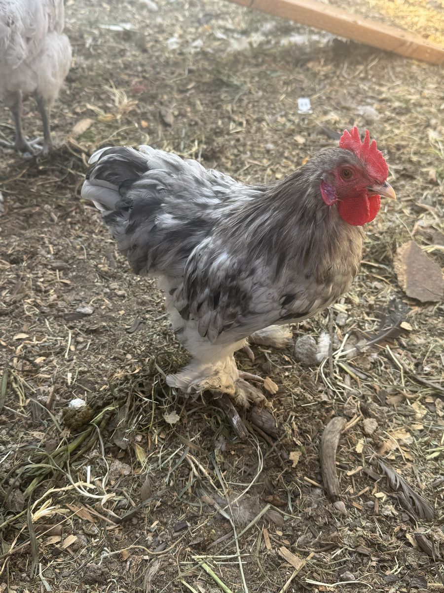 Bantam Cochin Rooster - Blue Frizzle - Healthy & Active - Small Breed Poultry