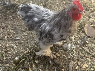 Bantam Cochin Rooster - Blue Frizzle - Healthy & Active - Small Breed Poultry