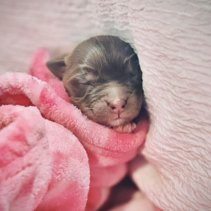 Purebred Australian Shepherd Puppies ONE LEFT!