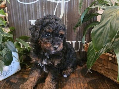 AKC Male Toy Poodle Bernedoodle Doodle