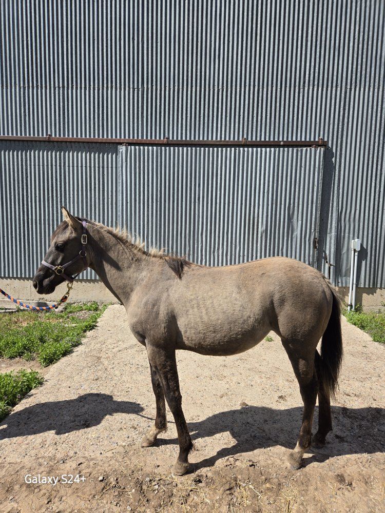 AQHA Grulla filly