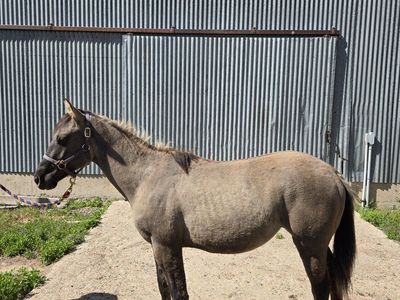 AQHA Grulla filly