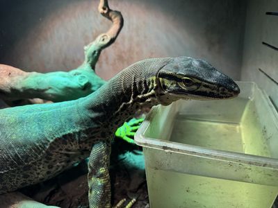 Healthy Male Argus Monitor-2+ feet in length, 4 years old (est.)