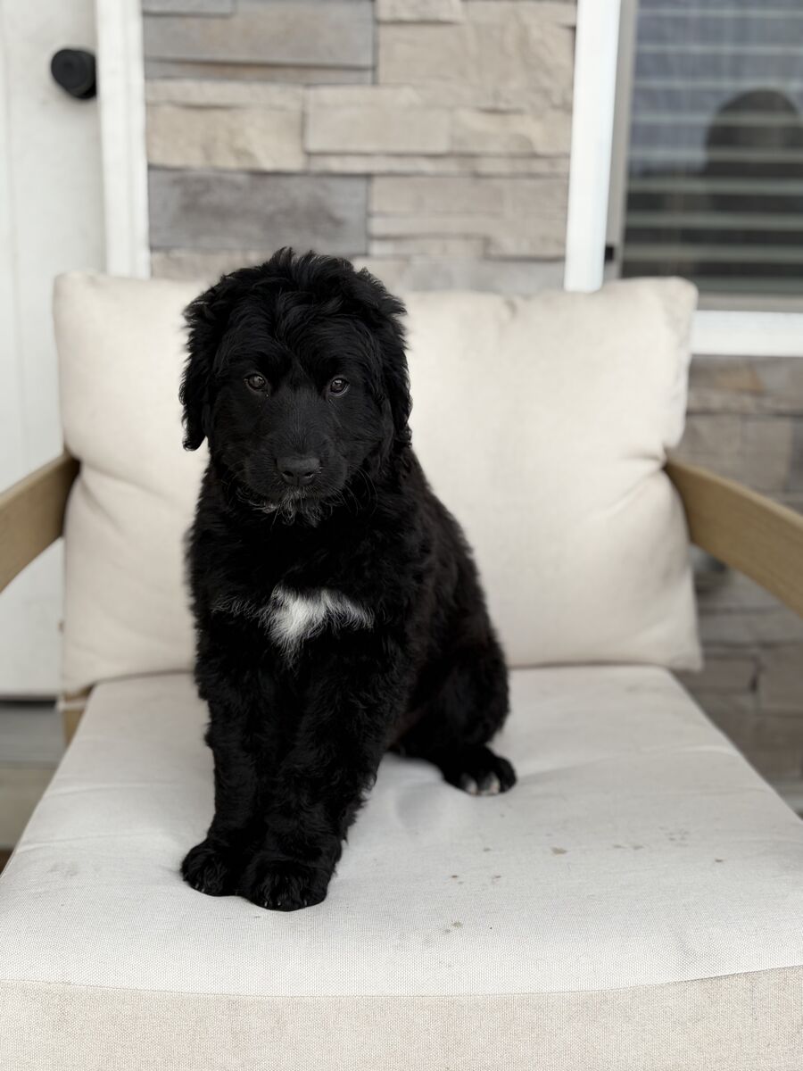 F1 Bernadoodle Puppy