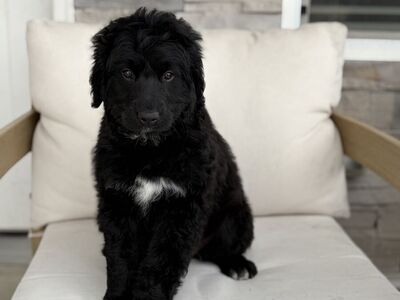 F1 Bernadoodle Puppy