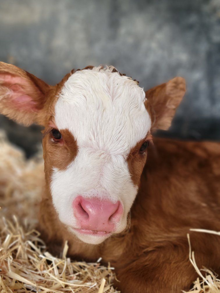 Mini Bull Calf