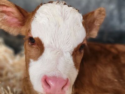 Mini Bull Calf