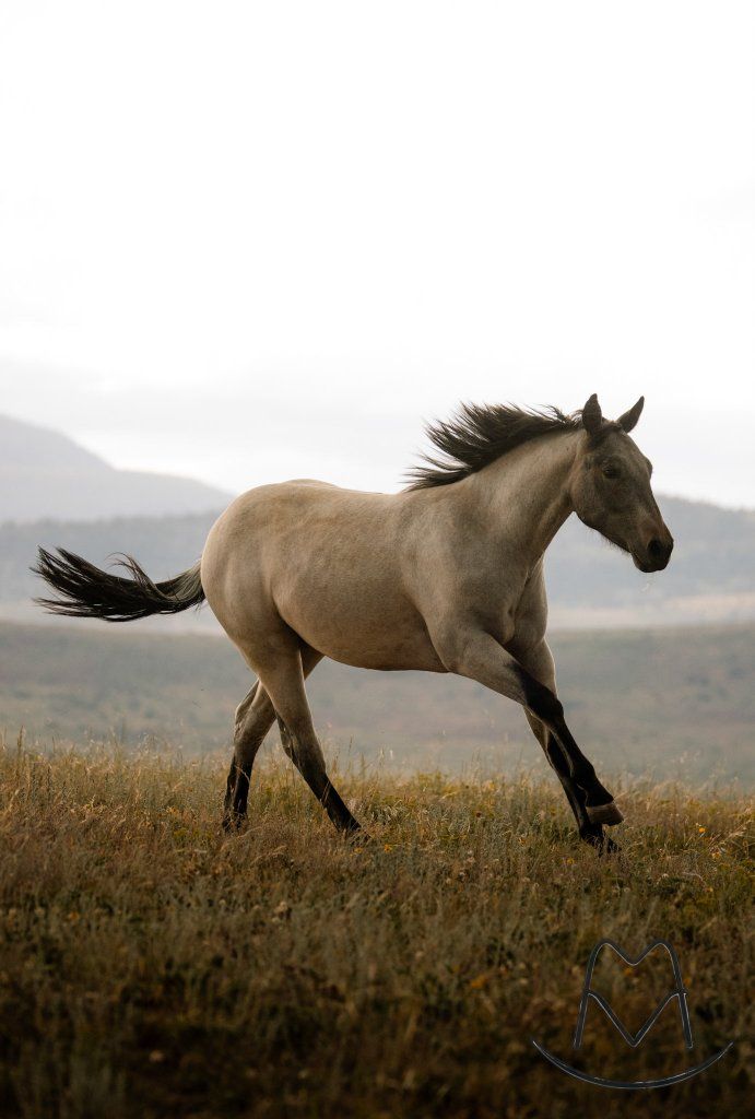 2025 AQHA Cutting prospect