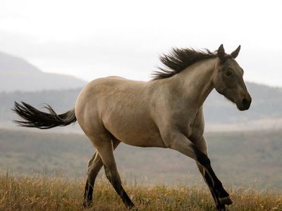2025 AQHA Cutting prospect