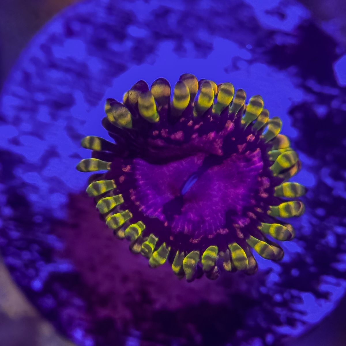 Purple monster