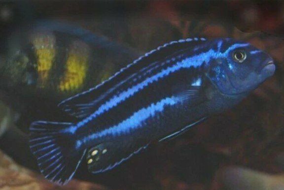 group of nine cichlids