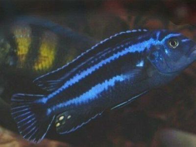 group of nine cichlids