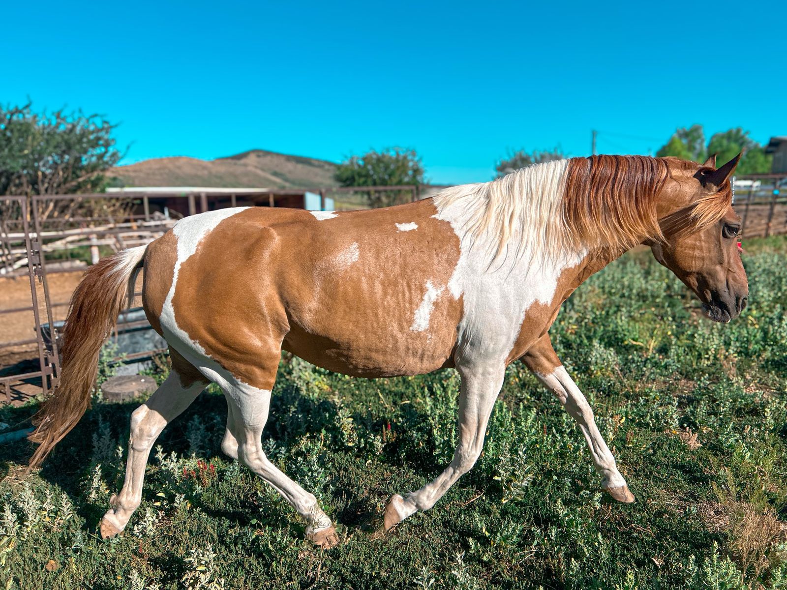 Registered Red Dun Paso Fino Broodmare