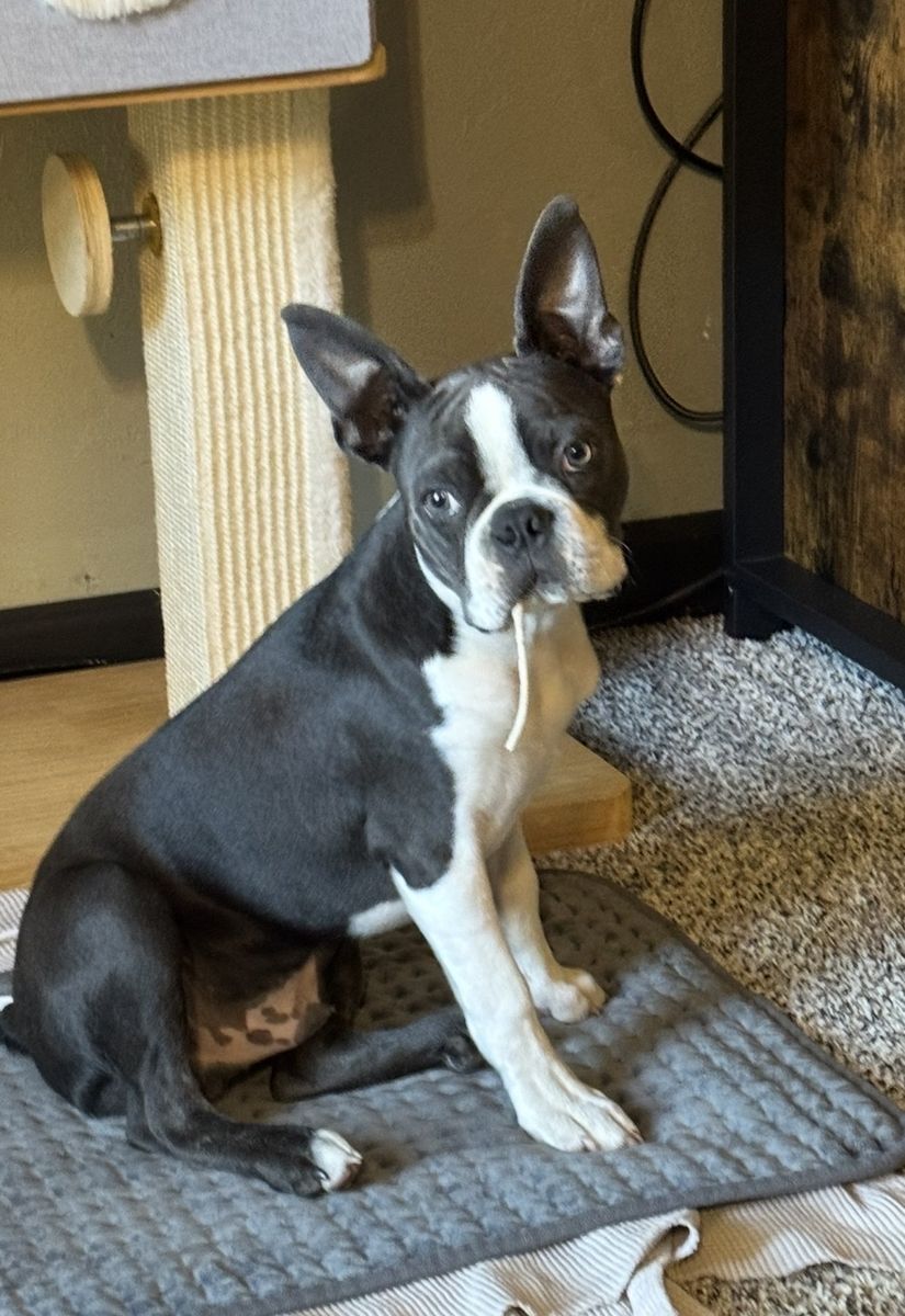 Boston Terrier FREE to Good Home