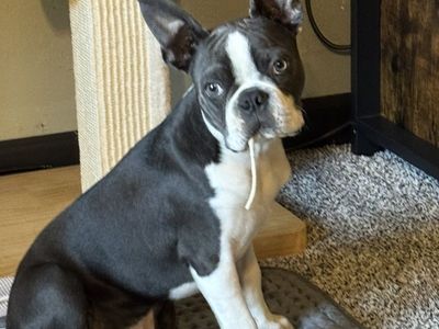 Boston Terrier FREE to Good Home