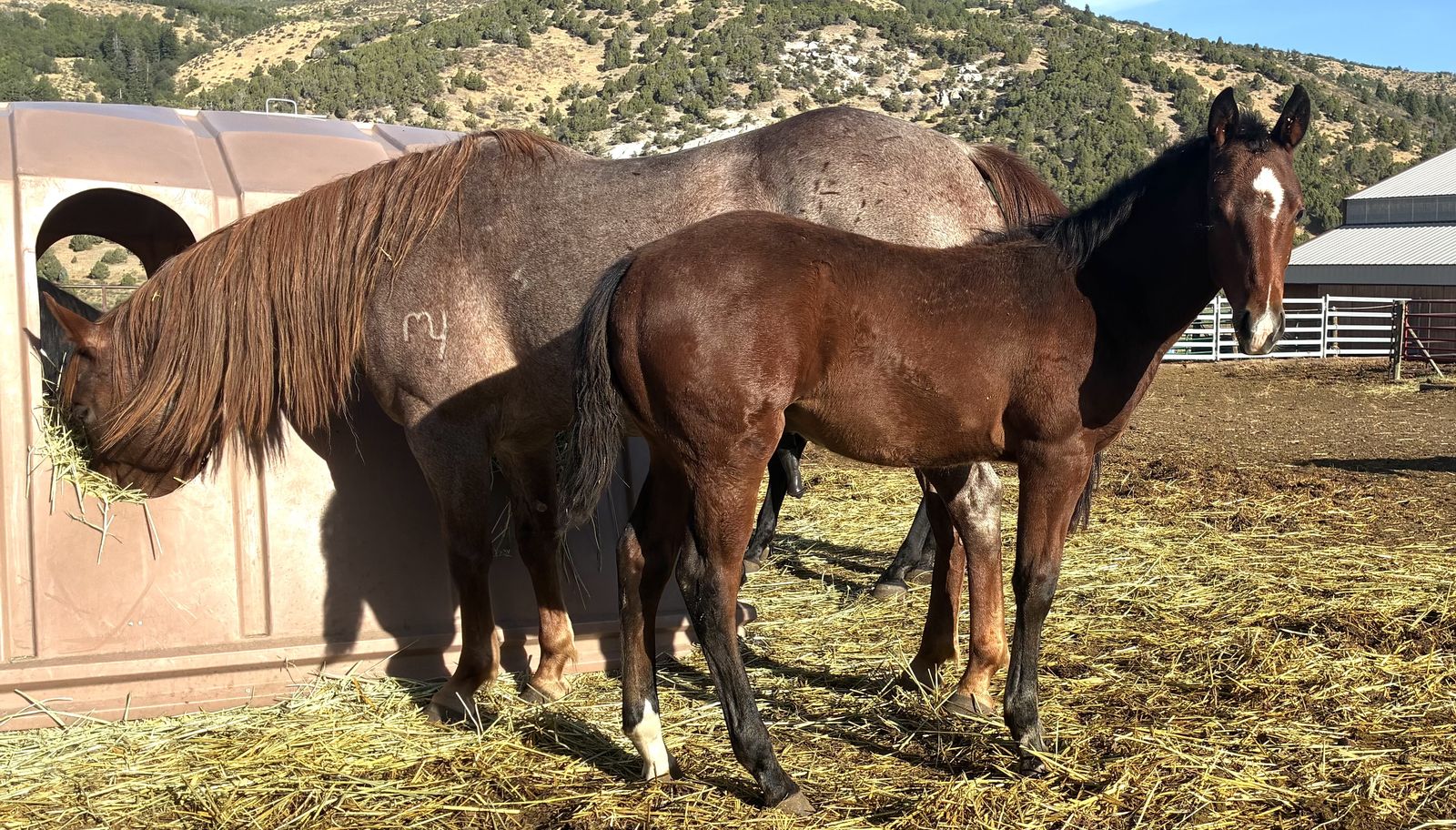 2026 Bay Stud Colt