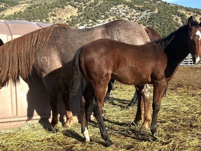2026 Bay Stud Colt