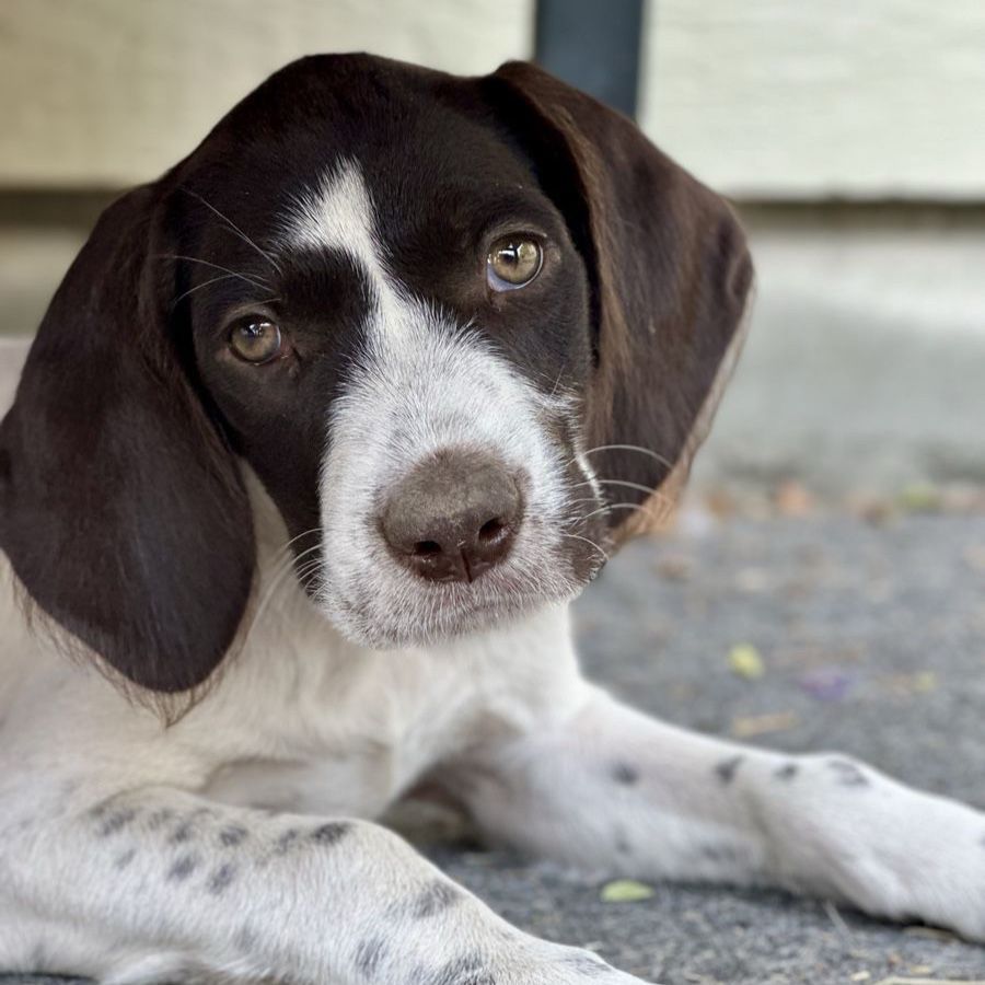 Hunting: GWP- German Wirehaired Pointer pup