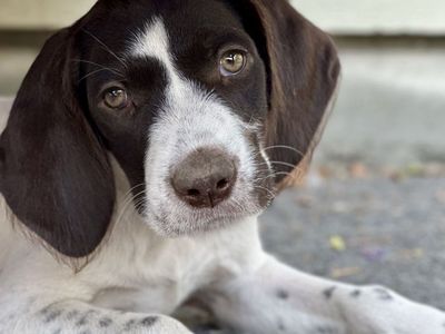 Hunting: GWP- German Wirehaired Pointer pup