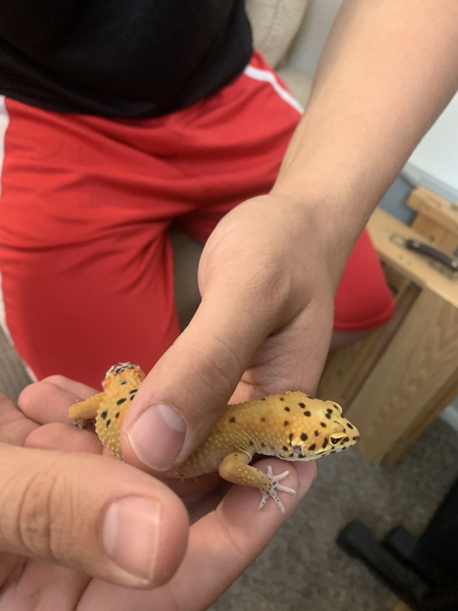 Tangerine leopard gecko with enclosure