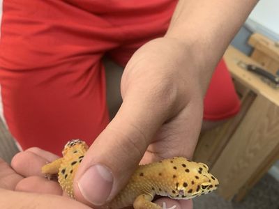 Tangerine leopard gecko with enclosure