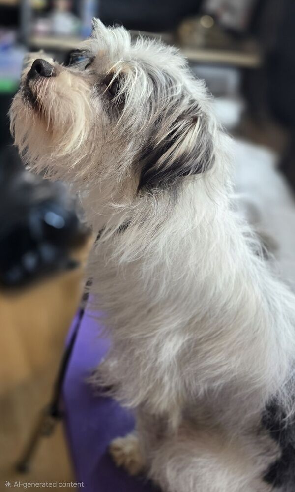 Fidget, Terrier ready to play