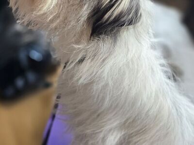 Fidget, Terrier ready to play