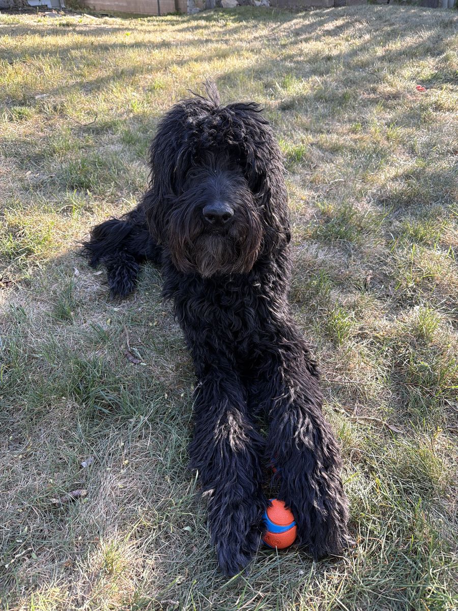 Goldendoodle Looking for a New Home