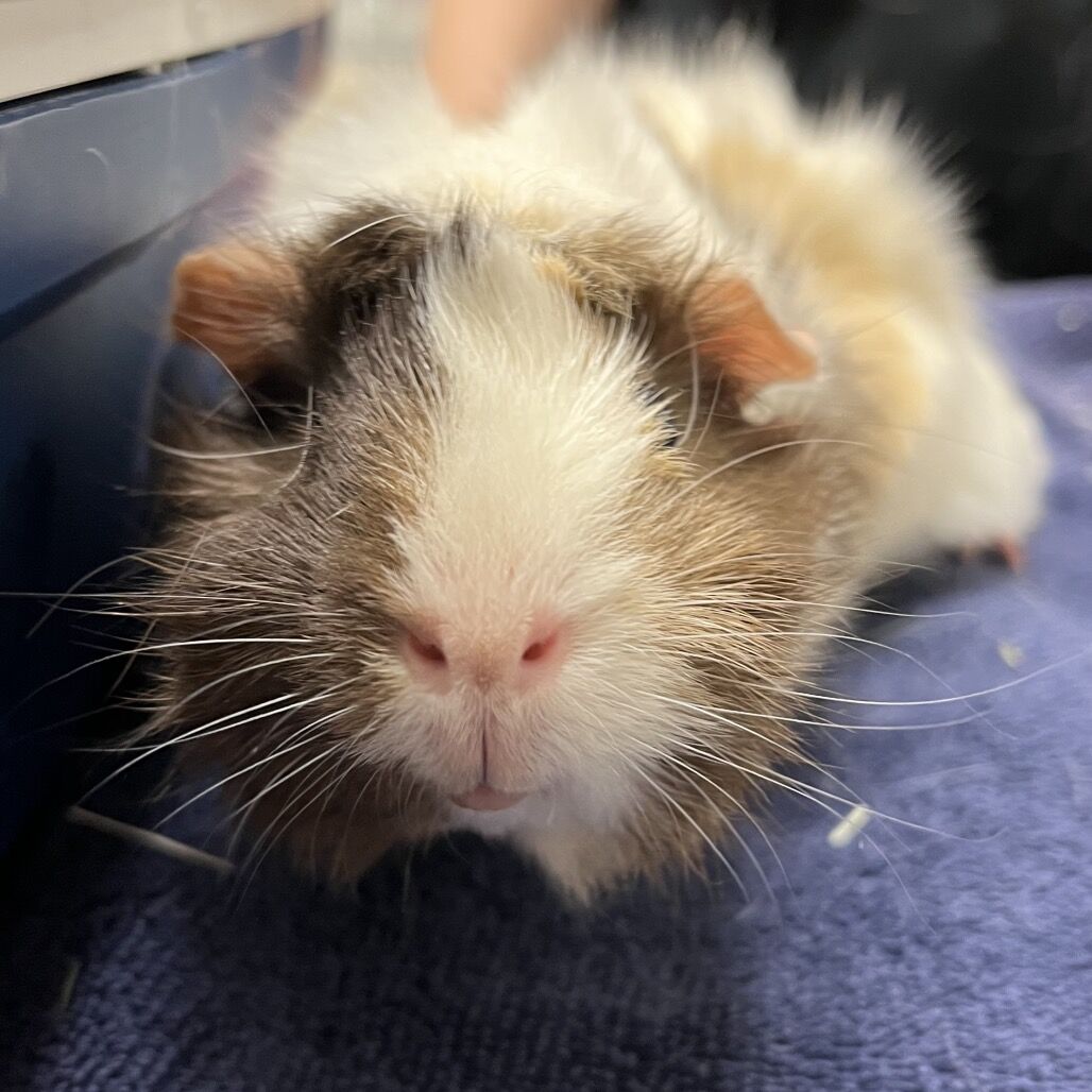 Hello my name is Peppa