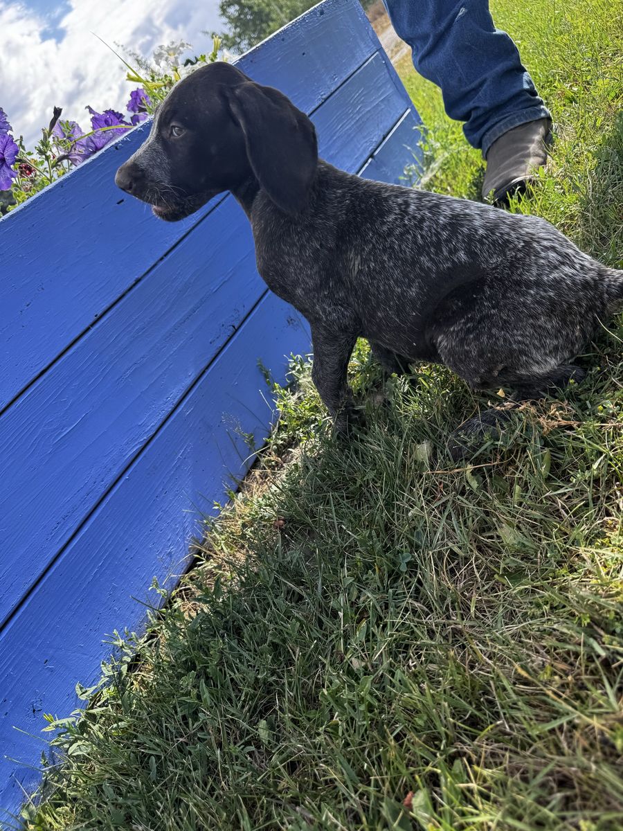Wire haired pointing griffon- Female