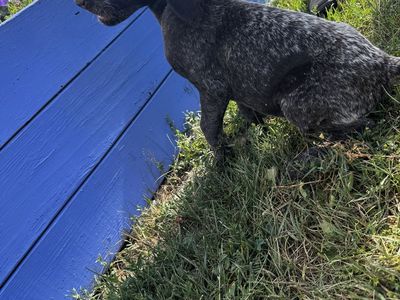 Wire haired pointing griffon- Female