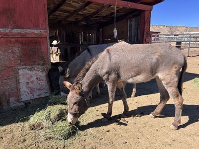 Two Jenny donkeys