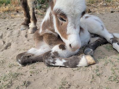 Mini Spotted Jack Foal Donkey