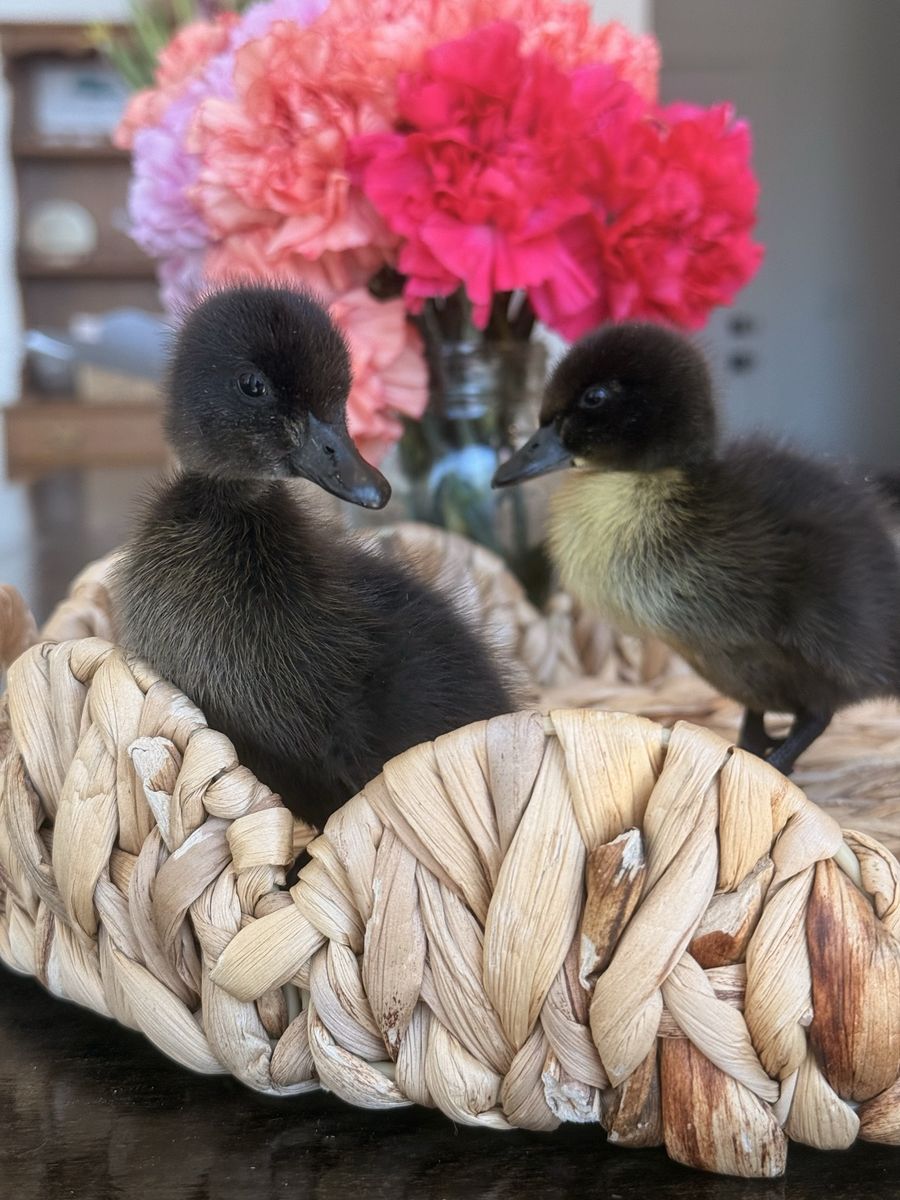 CAYUGA DUCKLINGS