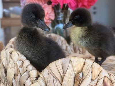 CAYUGA DUCKLINGS