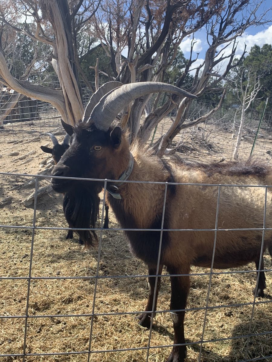 Registered Oberhasli Buck