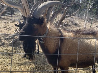 Registered Oberhasli Buck