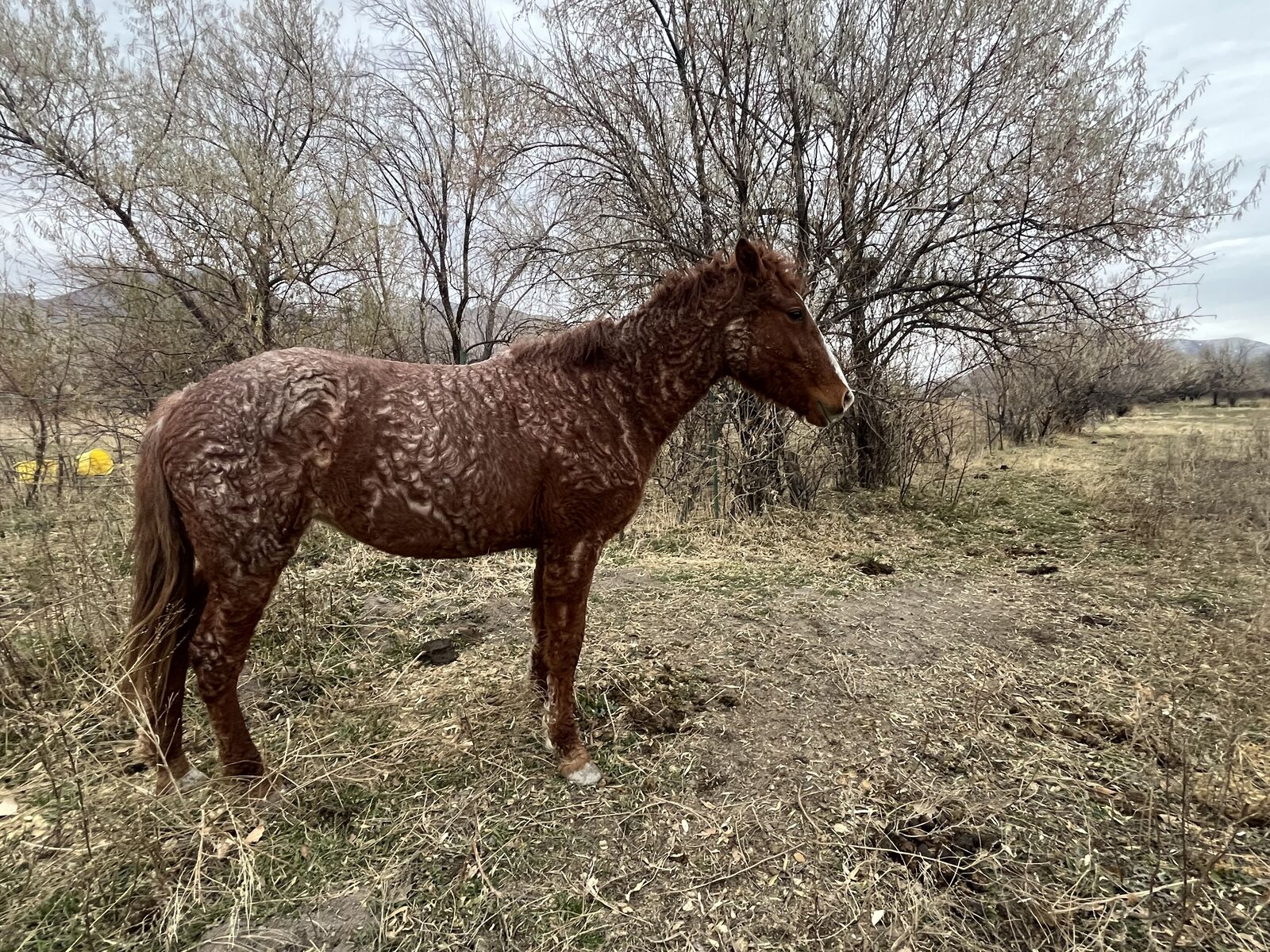 Curly Haired Fox Trotter Filly