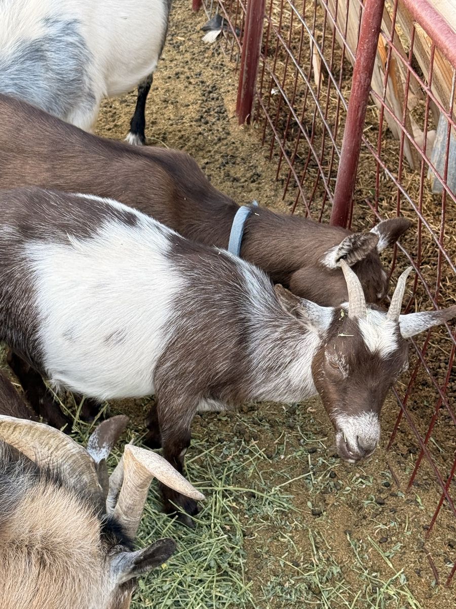 Nigerian dwarf goats