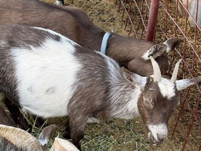 Nigerian dwarf goats