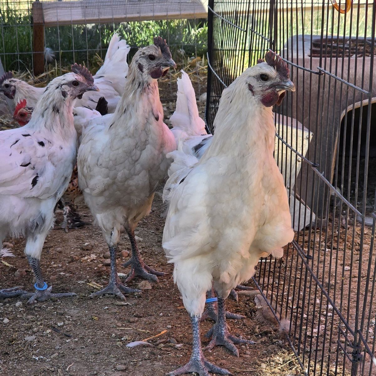 free zombie rooster(s)